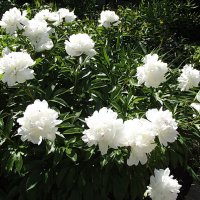 Пионы :: Freddy 97