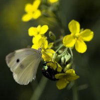 Мне оставь. :: Татьяна Салиева