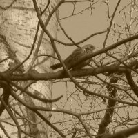 Дрозд на ветке :: Дмитрий Никитин