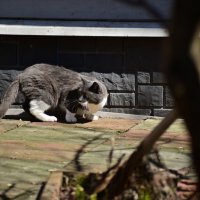 Σ :: Константин Сафронов