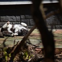 Σ :: Константин Сафронов