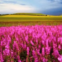 Перед грозой... :: Валерий Кокорев