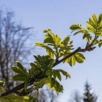 Б/Н :: Николай 