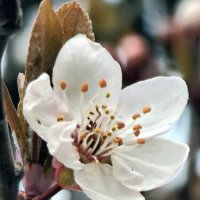 Весна :: Михаил Свиденцов