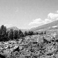 Курумник. Западные Саяны. :: Анатолий Пашковский