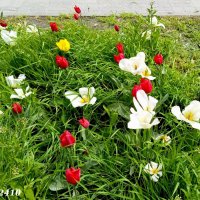 Апрельские тюльпаны :: Нина Бутко