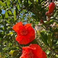 Цветение дикого граната. :: Александр Деревяшкин