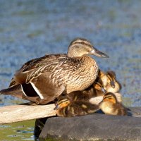 На островке. :: Михаил Белоусов
