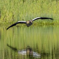 Нильский гусь. :: Alexander Amromin