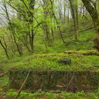 ПРОГУЛКА :: Tata Wolf