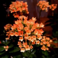 Каланхоэ. :: nadyasilyuk Вознюк