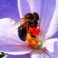 За работой :: Людмила Смородинская