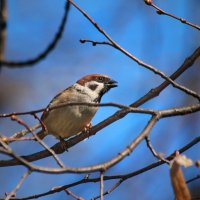 Воинственный воробей. :: Татьяна Бравая