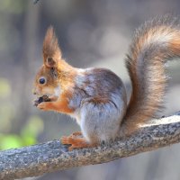 Белка :: Константин Анисимов