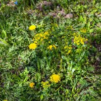 Цветы на газоне :: Валерий Иванович