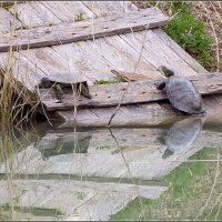 две разновидности :: Сеня Белгородский