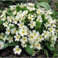 Любима солнцем примула :: Ольга Довженко