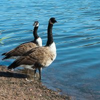 Канадская казарка :: Сергей Сомихин