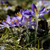 Время крокусов :: Aleksandr Gal