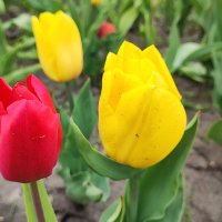 ,,, :: Сергей Тимоновский