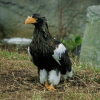 Белоплечий орлан - Уже ВЕСНА :: Владимир Максимов