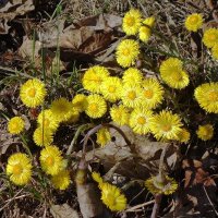 Мать-и-мачеха :: Рита Симонова