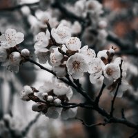 Абрикос цветёт, несмотря на холод. :: Игорь Шевченко