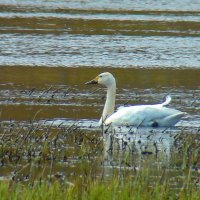 малый или тундровой лебедь :: gawrilа - dan