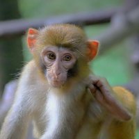 эмоции терзают... :: Andrey Bragin 