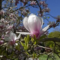 Ах, как Магнолия прекрасна... :: Галина 