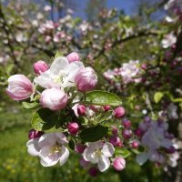 Розовая нежность – Яблони в цвету... :: Галина 