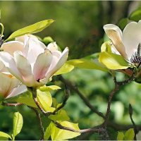 Весна :: ZNatasha -