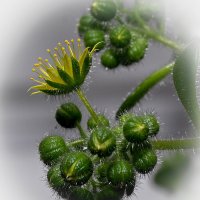 Аихризон :: Aleksandr .