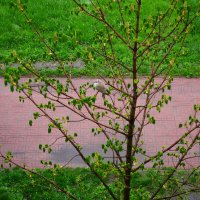 дождь2 :: Александр Лычагин