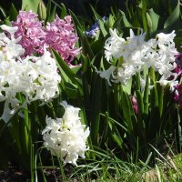 гиацинты :: ИННА ПОРОХОВА