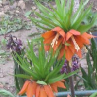 Рябчик императорский :: Дмитрий Никитин