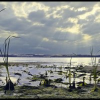 Осенний свет :: **** vedin