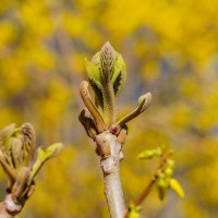 Пробуждение... :: Владимир Жданов