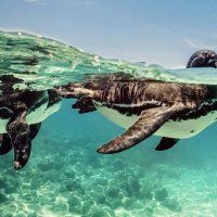 ВЕДУЩИЙ... :: Валерий Кокорев