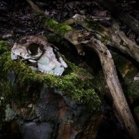 череп овечки, находка в лесу :: Артём Евтюхов