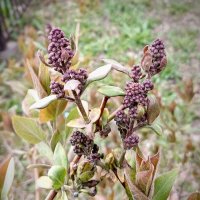 Совсем скоро... :: Наталья Герасимова