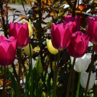 "Гимн солнечному  Утру...." :: Надежда Куркина 