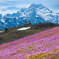 Цветение крокусов :: Сергей Титов