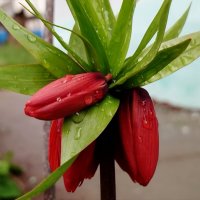 Рябчик императорский :: светлана льдокова