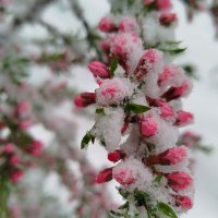 Миндаль в снегу :: светлана льдокова