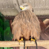 Птицы зоопарка :: Pippa 