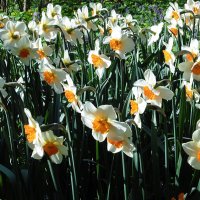 Полянка нарциссов :: Лидия Бусурина