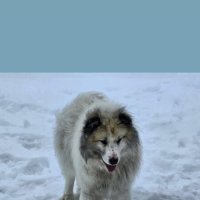 Чукотский пушистик. :: Татьяна Чаброва