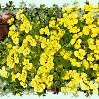 Селезёночник очерёднолистный или обыкновенный :: Veera V