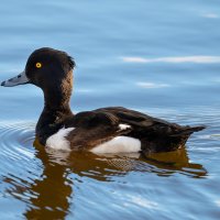 Хохлатая чернеть (хохлатый нырок) :: Владимир Лазарев